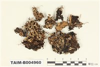 藏品(雪花衣屬)的圖片